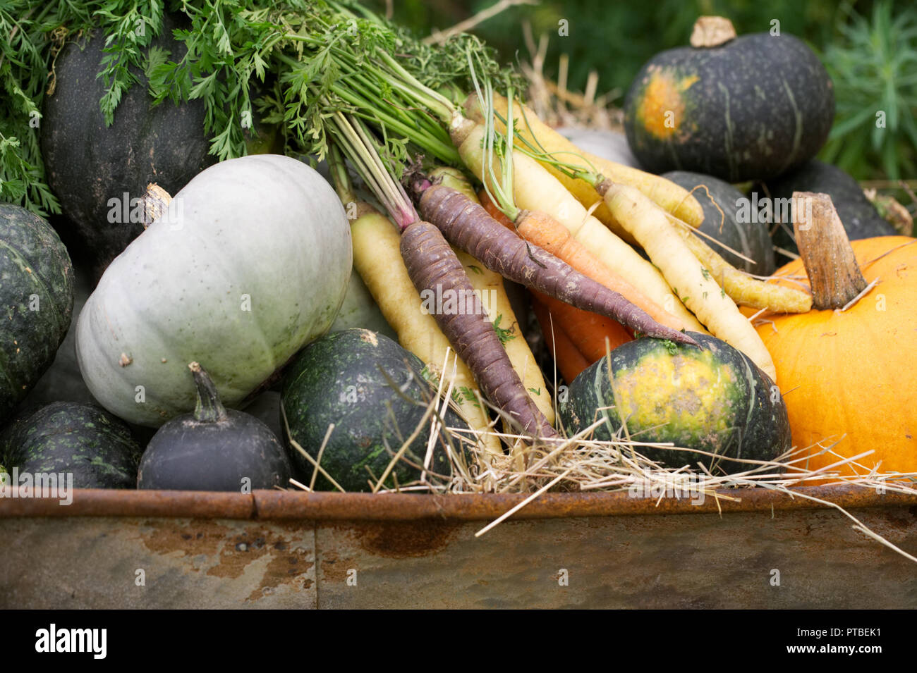 La Cucurbita maxima. Zucche e carote della RHS Malvern mostra d'autunno. Foto Stock