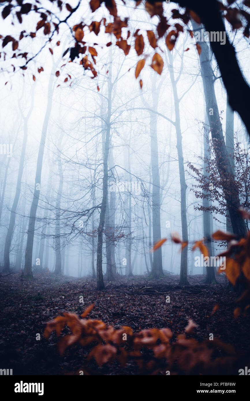 Foresta mistica, impressione, fogliame e la nebbia in autunno Foto Stock
