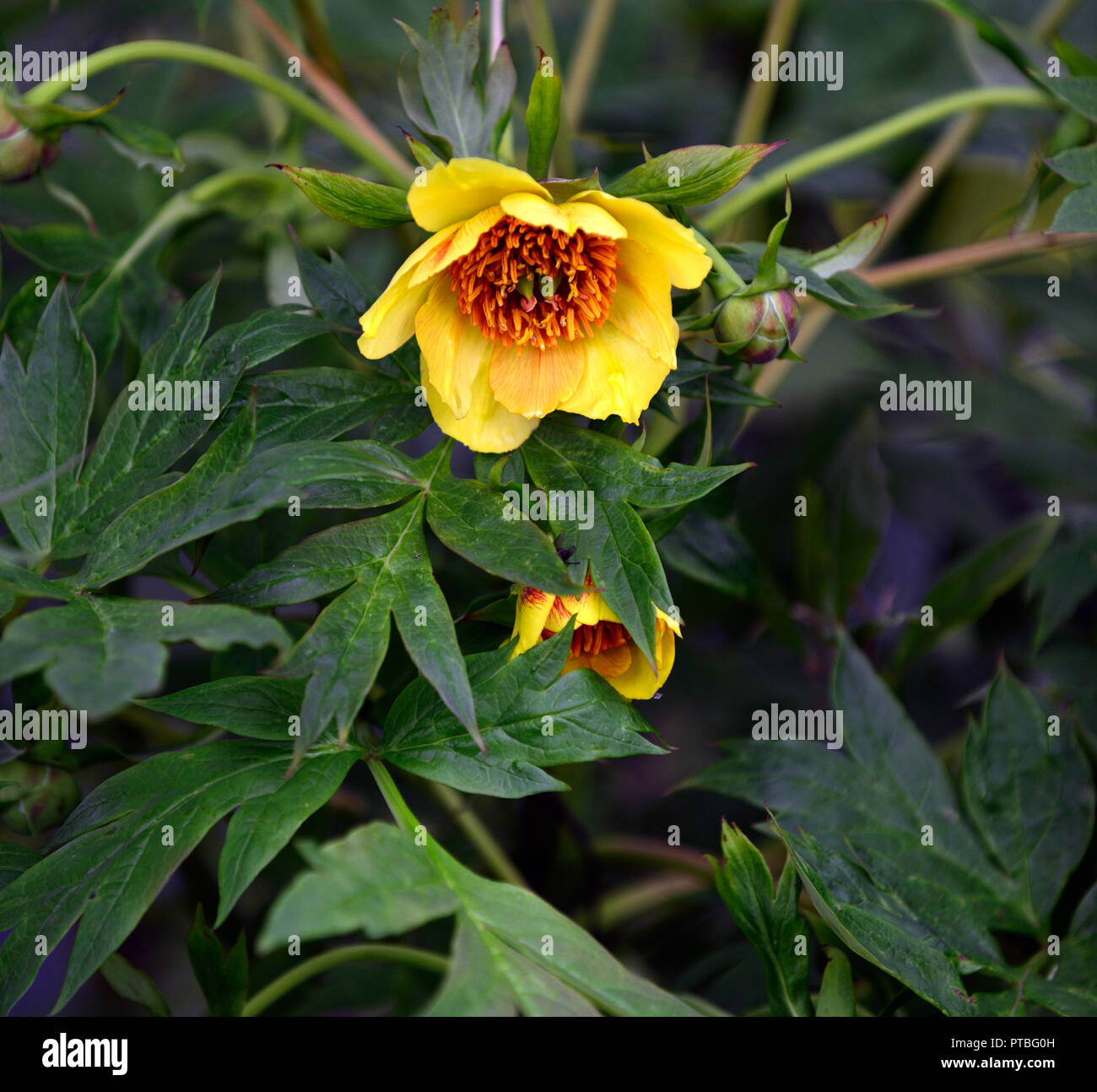 Paeonia delavayi anne rosse,giallo,fiori,Peonia,Le Peonie,tree,il tibetano,fiore,fioritura,bloom,blooming,RM Floral Foto Stock