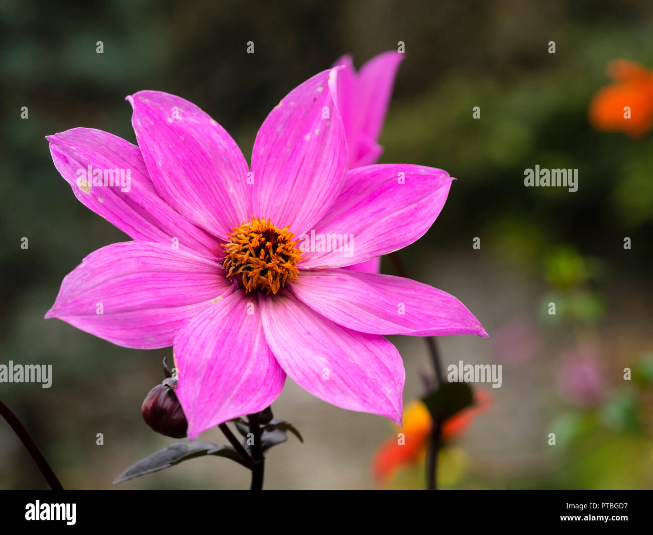 Giallo centrato, ricco di fiori magenta del buio lasciato a metà estate hardy lettiera vegetale, Dahlia 'Magenta Star' Foto Stock