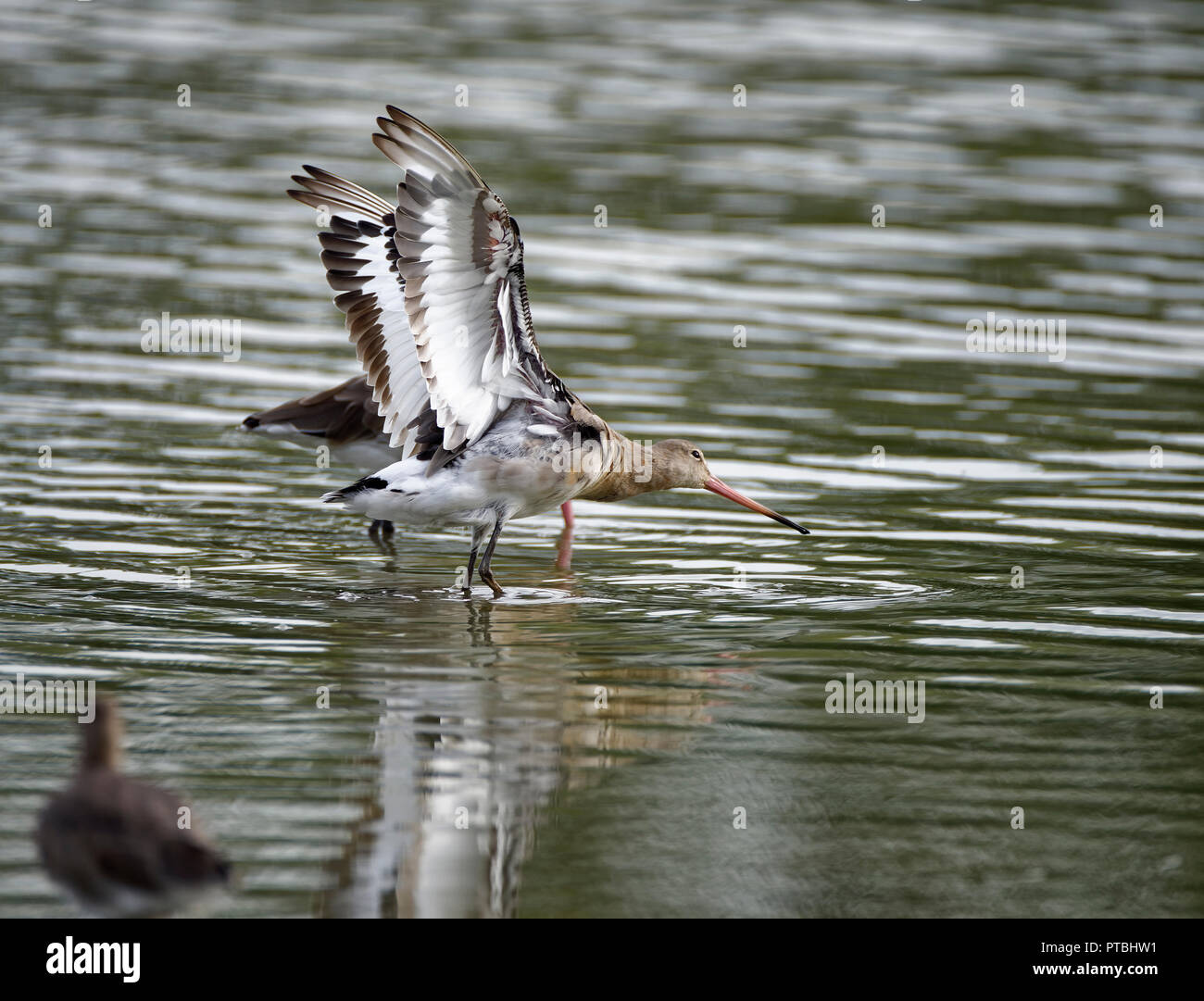 Nero-tailed Godwit - Limosa limosa in acqua mostra wing bar e coda nera Foto Stock