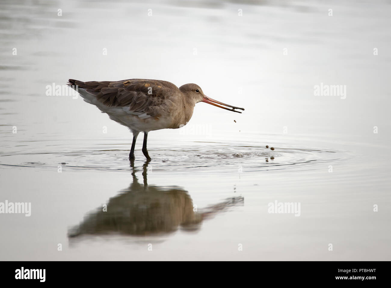 Nero-tailed Godwit - Limosa limosa alimentando in acqua Foto Stock