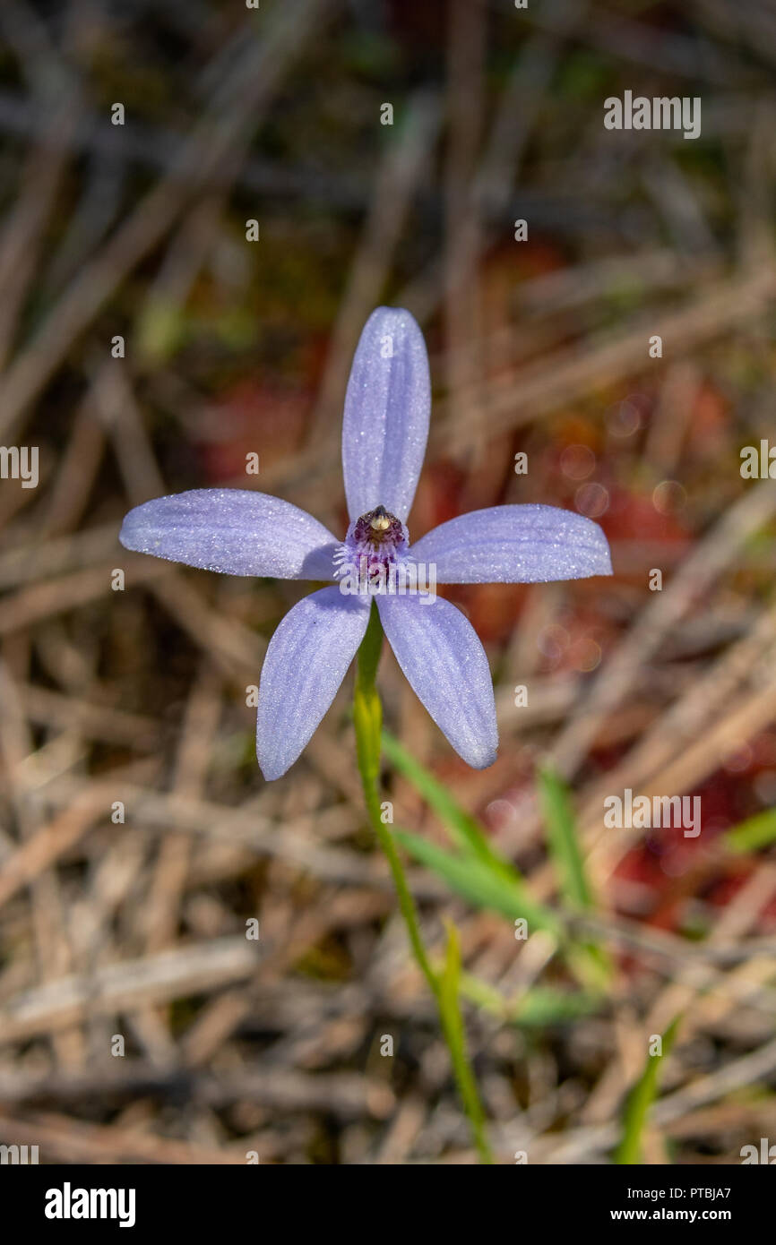 Cyanicula sericea, setoso Blue Orchid Foto Stock