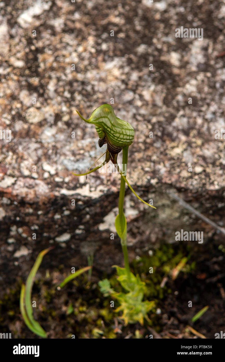 Pterostylis barbata, Western Bird Orchid Foto Stock