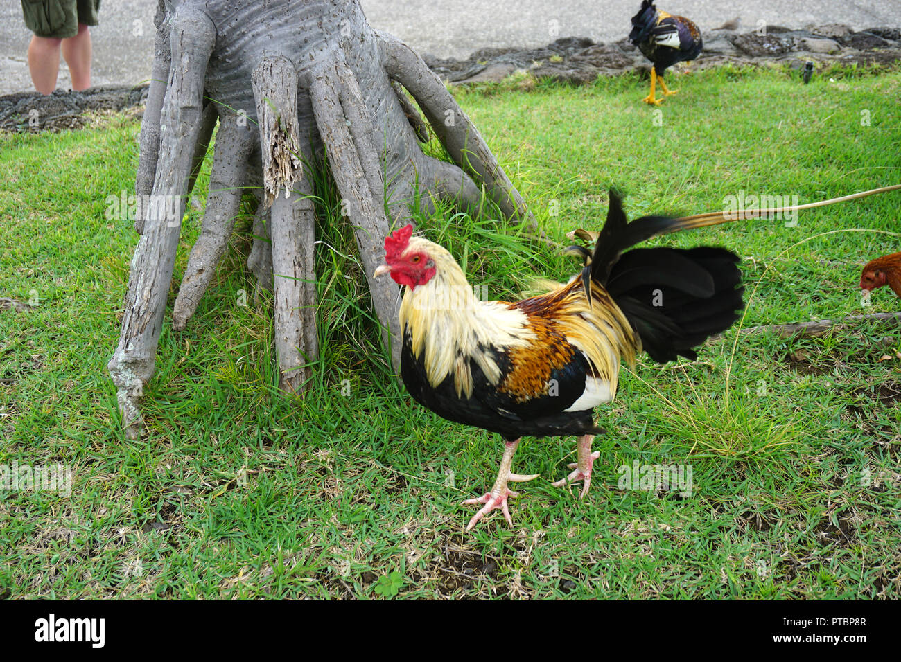 Pollo selvatico running free in Hawaii Foto Stock