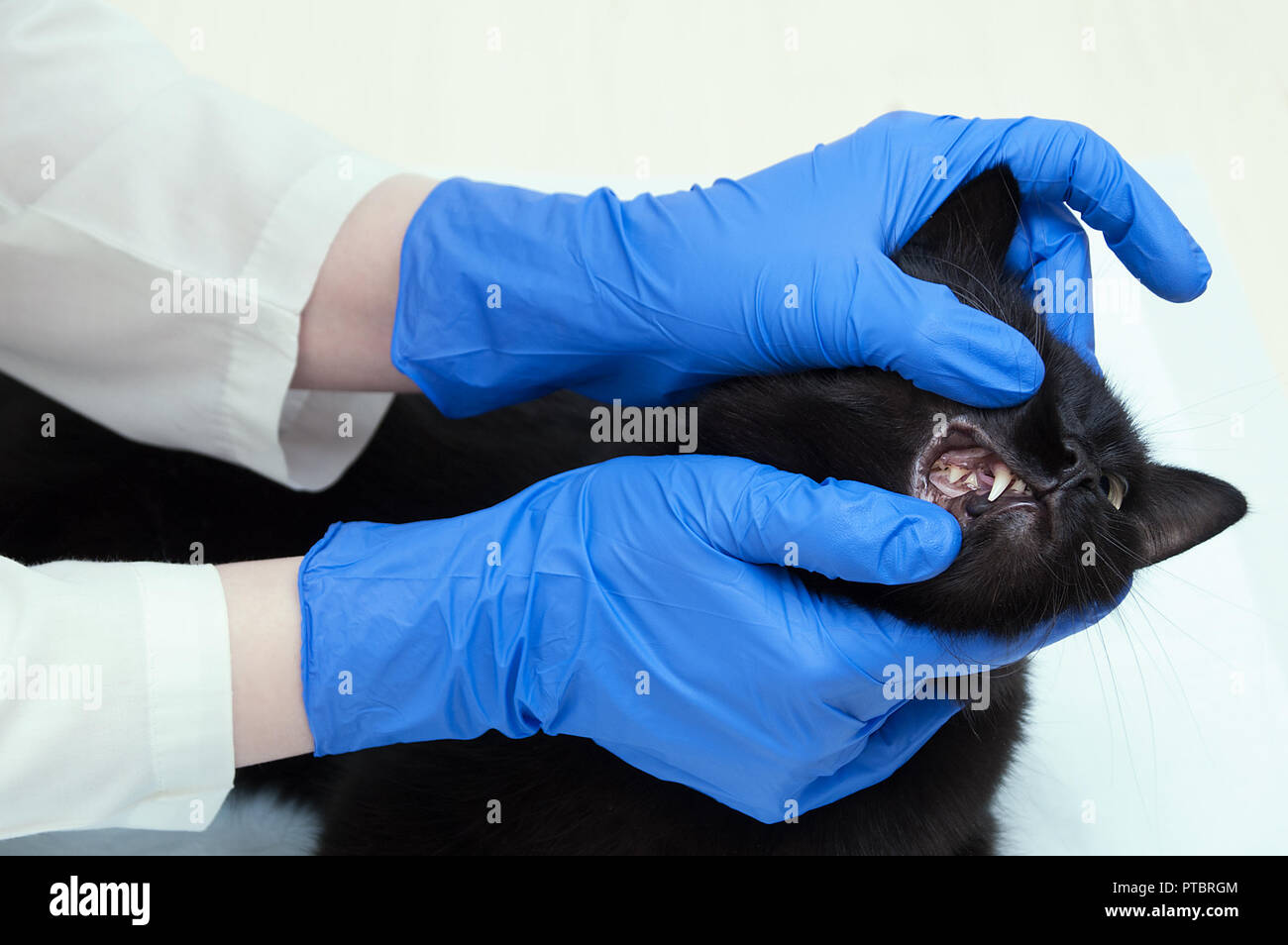 Un medico veterinario in blu guanti sterili esamina i denti di un gatto  nero. Close-up Foto stock - Alamy