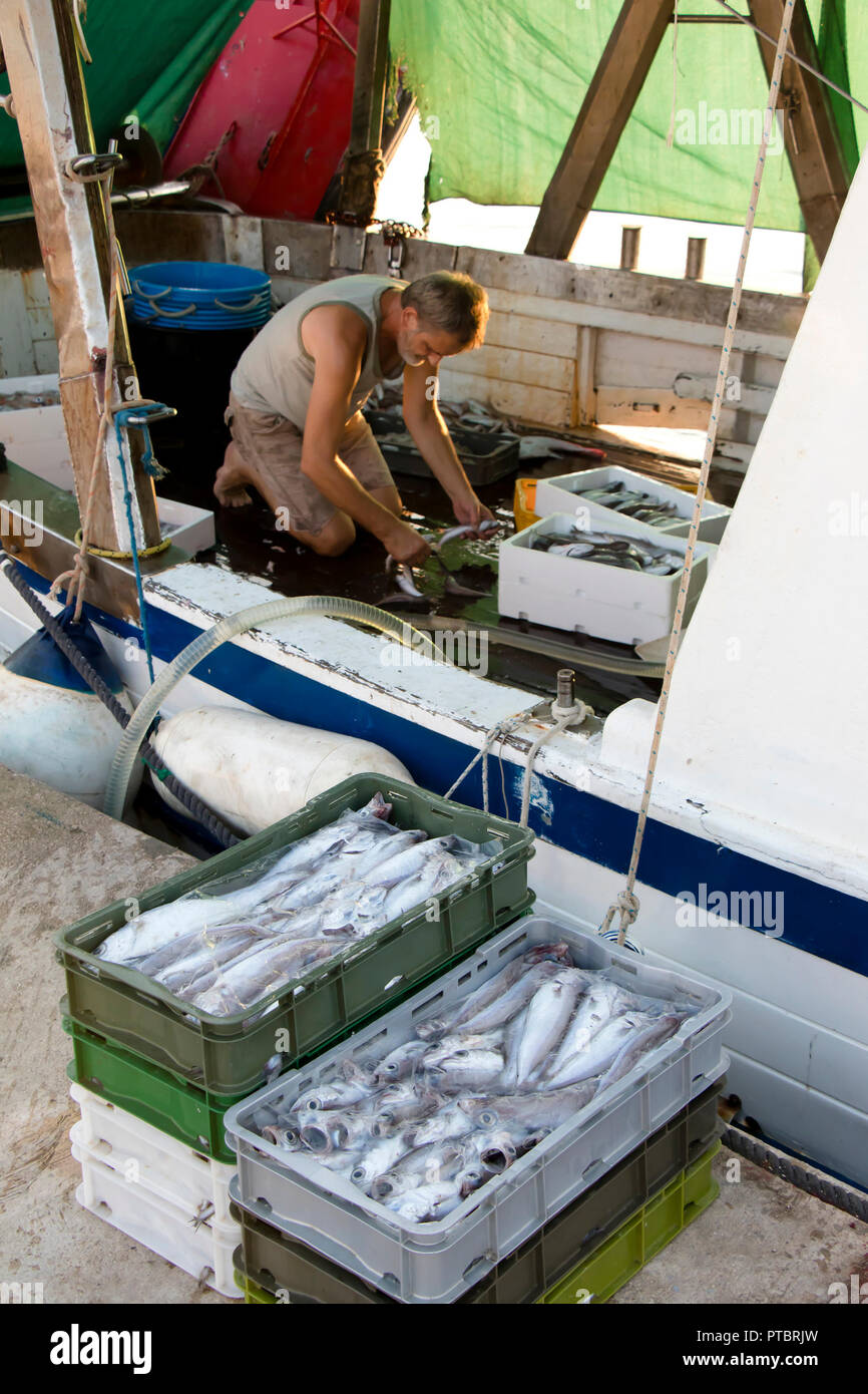 Tribunj, Croazia - Agosto 24, 2018: pescatore di smistamento di catture su un ponte di un peschereccio ormeggiato in barca Foto Stock