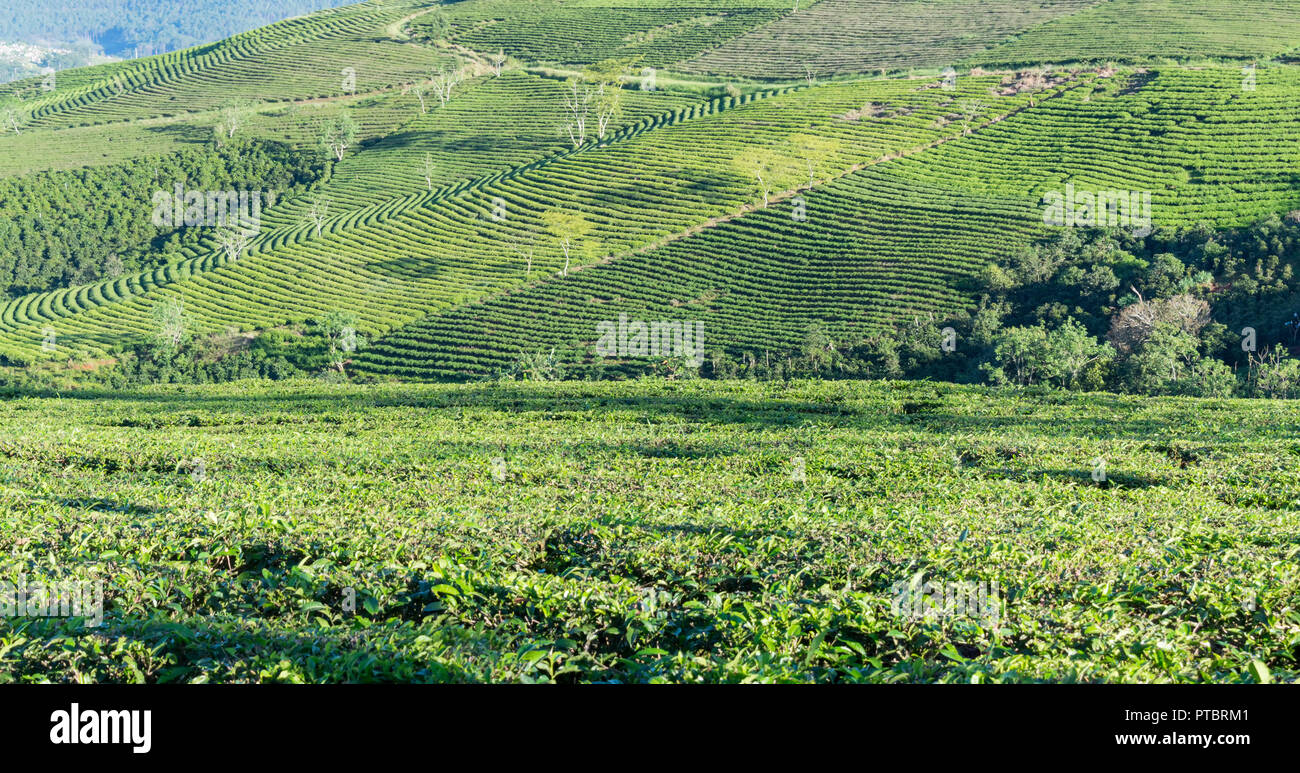 Contesto unico con fresche foglie di tè verde, tè hill, lonely tree e cielo blu. Immagine uso per la produzione di tè, pubblicità, design, marketing, pac Foto Stock