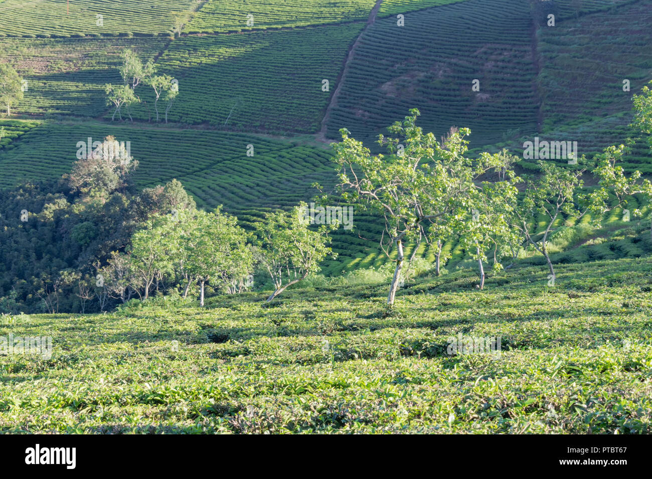 Contesto unico con fresche foglie di tè verde, tè hill, lonely tree e cielo blu. Immagine uso per la produzione di tè, pubblicità, design, marketing, pac Foto Stock