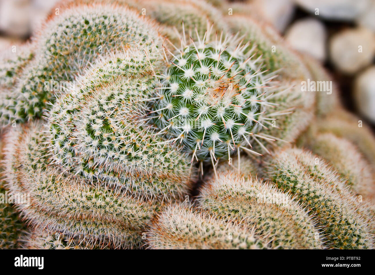 Zoom sul cervello cactus Foto Stock