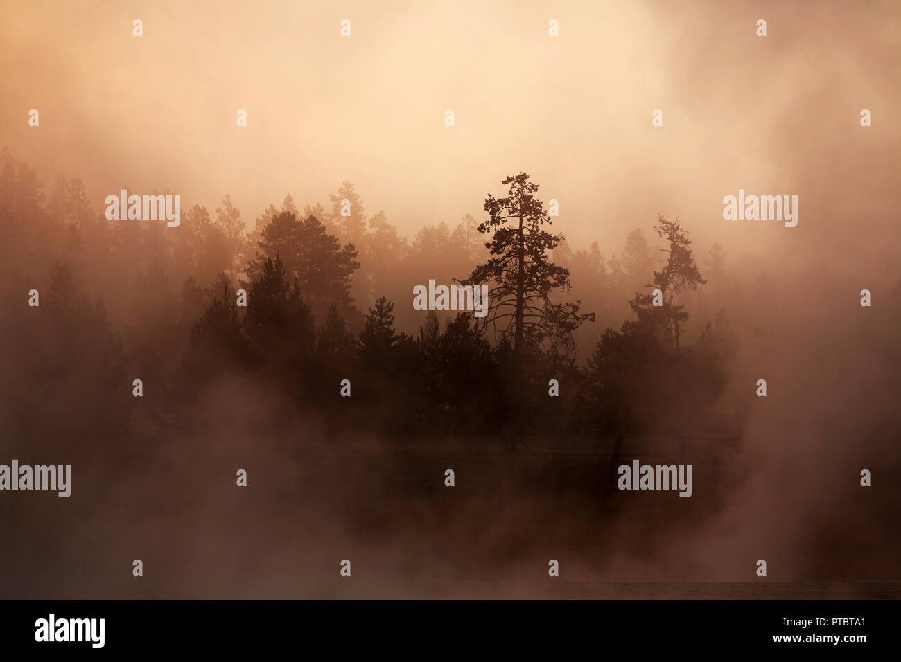 La mattina presto sun peaking attraverso la nebbia e la primavera calda di vapore con sagome di alberi Foto Stock