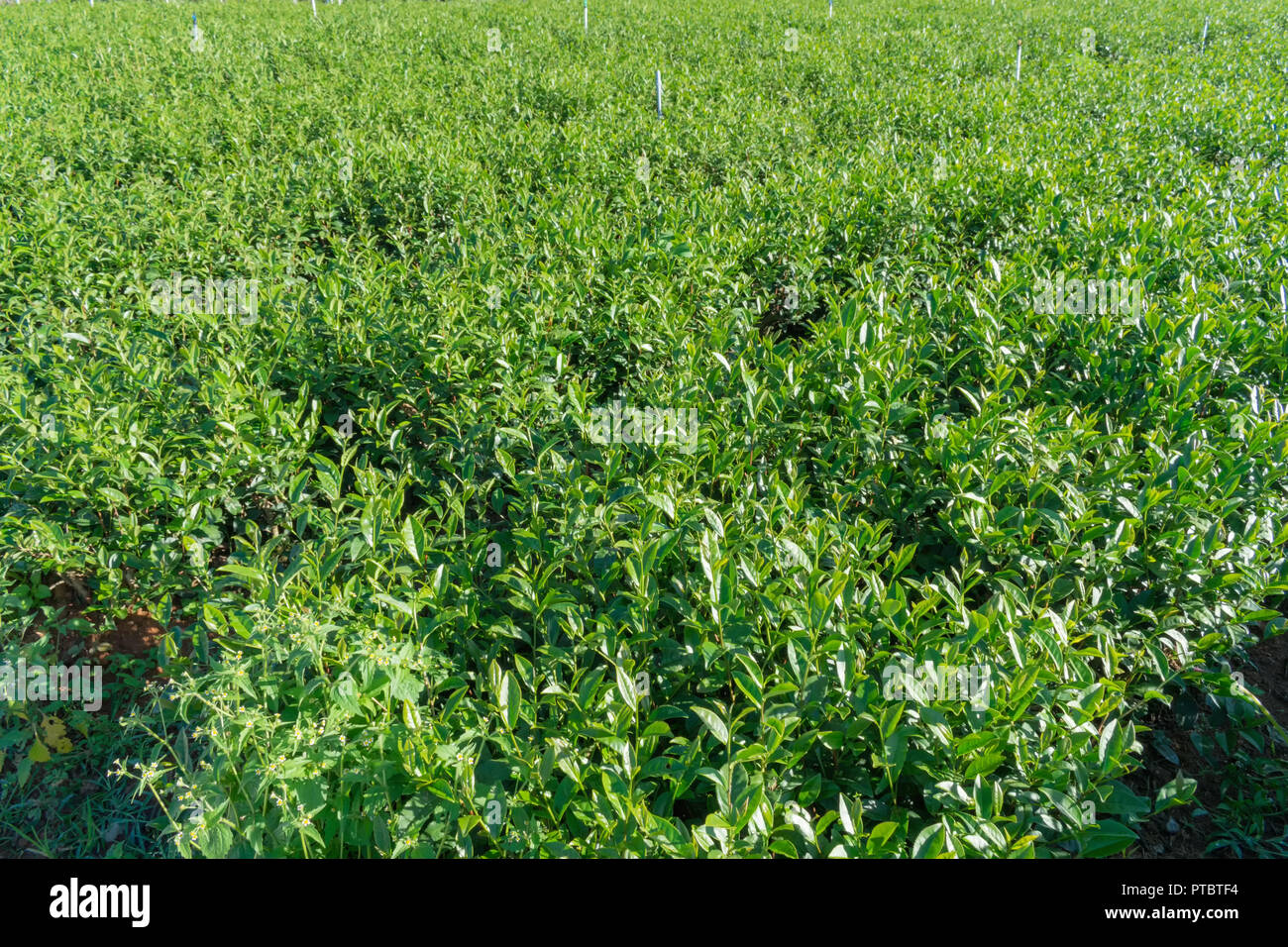 Contesto unico con fresche foglie di tè verde, tè hill, lonely tree e cielo blu. Immagine uso per la produzione di tè, pubblicità, design, marketing, pac Foto Stock