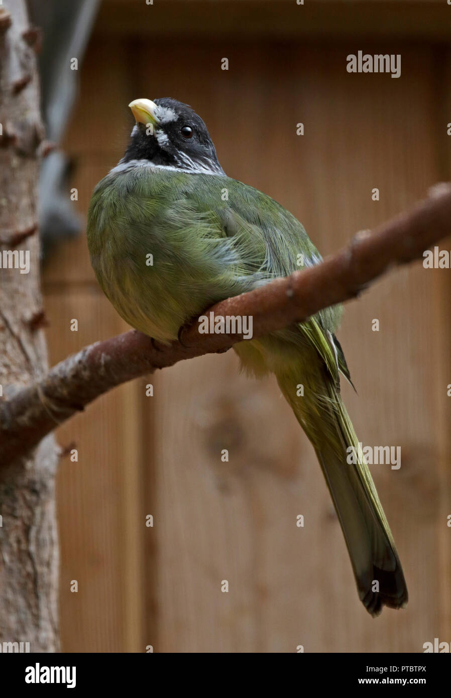 Collare (Finchbill spizixos semitorques) Foto Stock