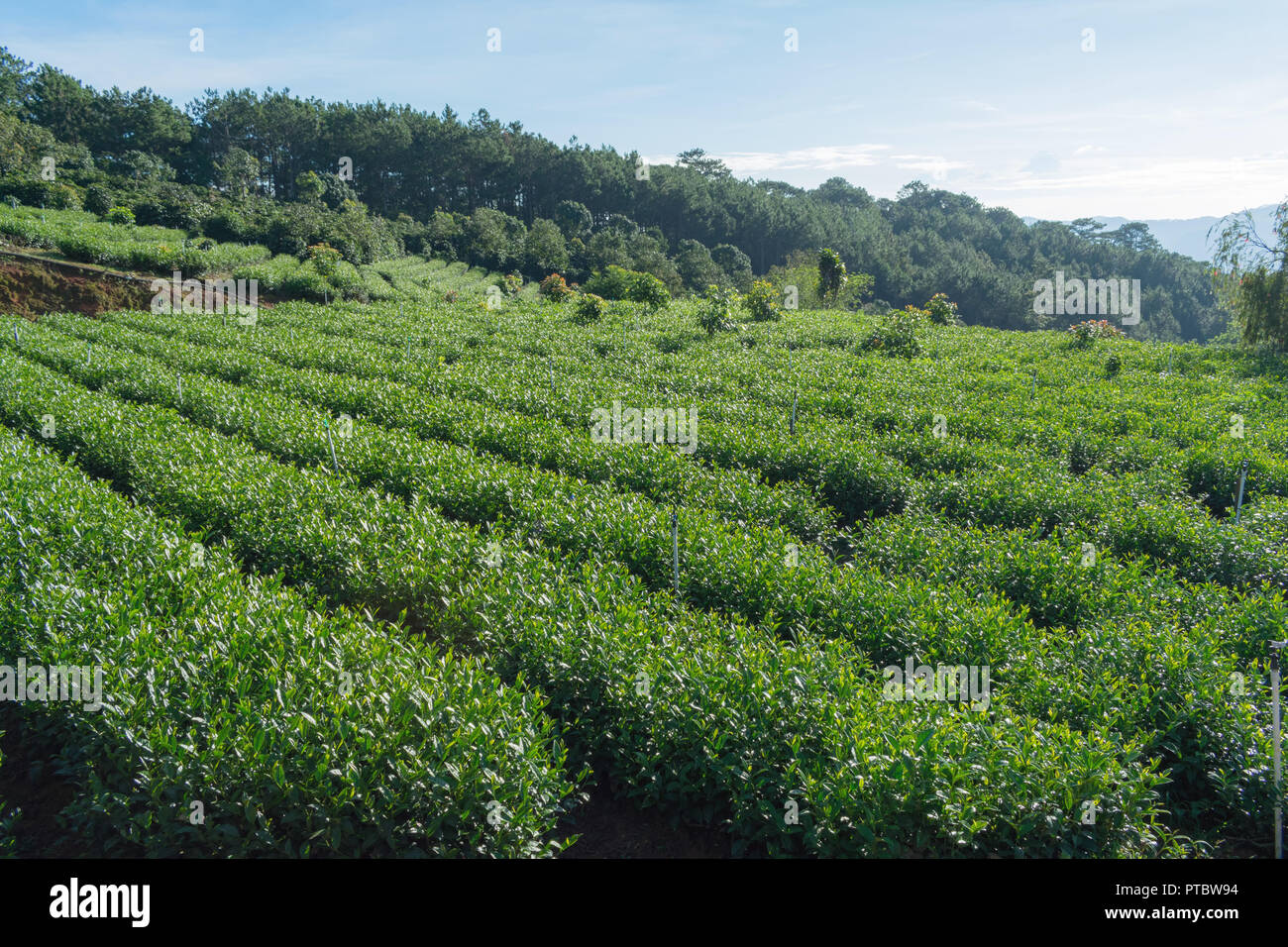 Contesto unico con fresche foglie di tè verde, tè hill, lonely tree e cielo blu. Immagine uso per la produzione di tè, pubblicità, design, marketing, pac Foto Stock