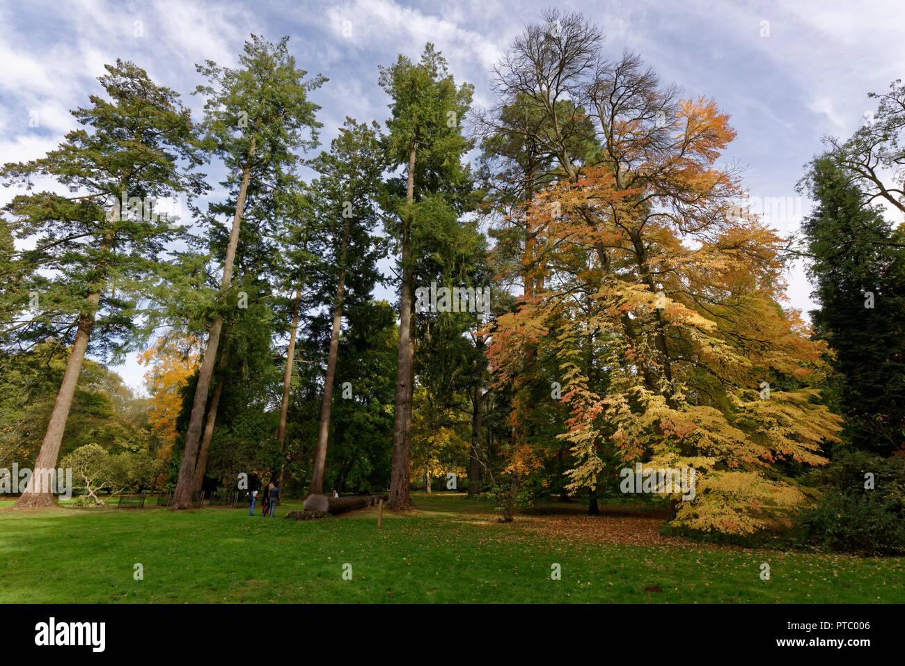 In autunno (caduta) colori a Westonbirt Arboretum in Cotswolds in una zona di straordinaria bellezza naturale nella parte sud occidentale del Regno Unito Foto Stock