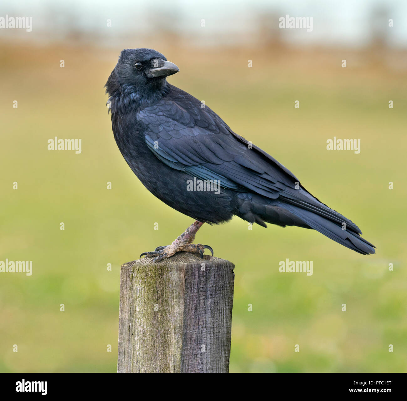 Carrion Crow Corvus corone in Prato alimentazione Foto Stock