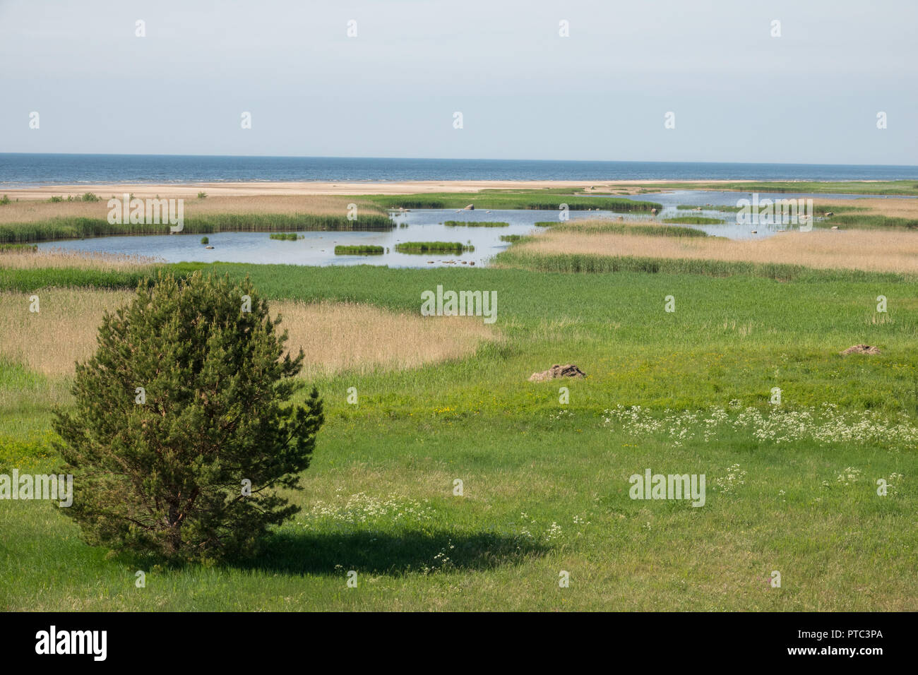 Ance, prati e stagni vicino alla costa del mare Foto Stock