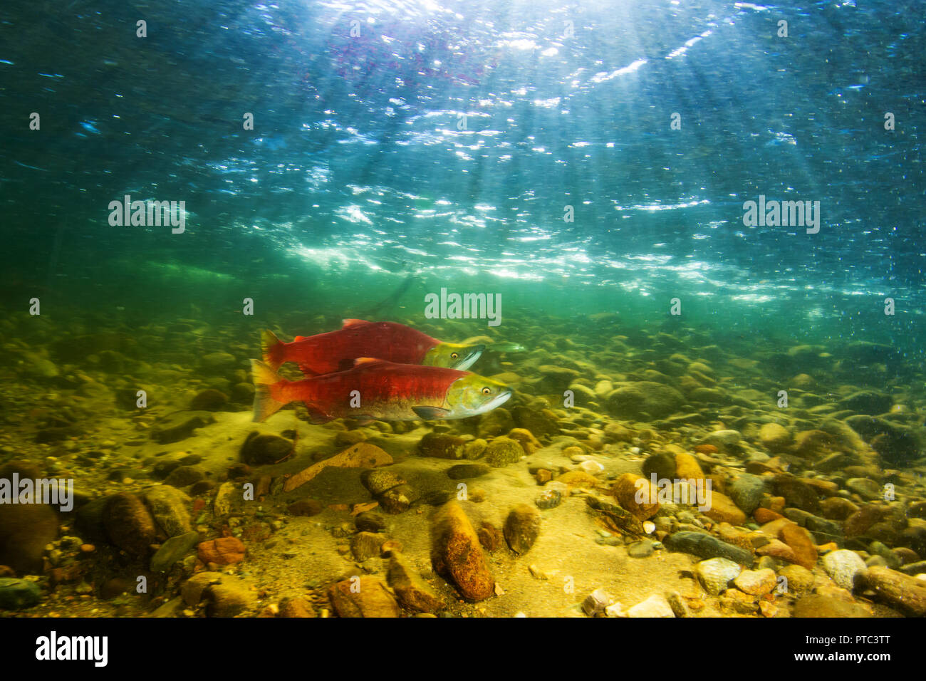 Maschio e femmina sockeye nelle acque del fiume Adams, British Columbia, Canada. Foto Stock