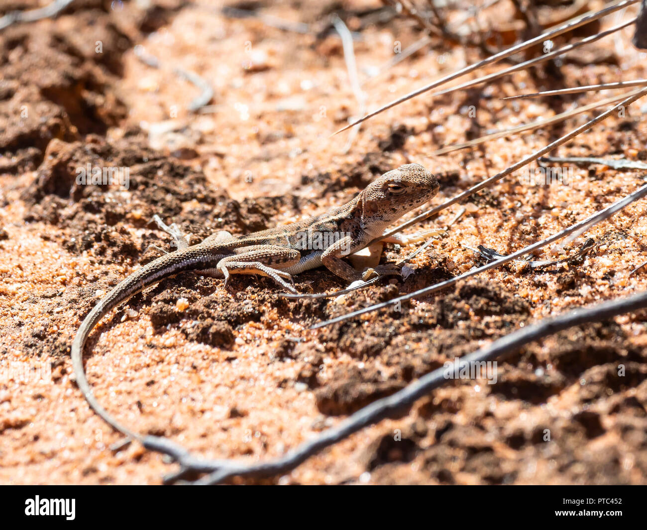 Mallee Drago militare (Ctenophorus fordi) Foto Stock