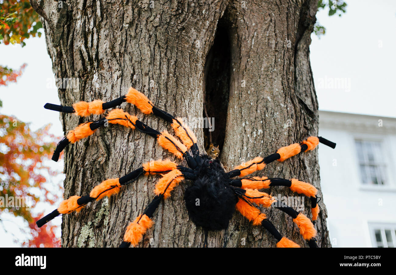 Scoiattolo Halloween Foto Stock