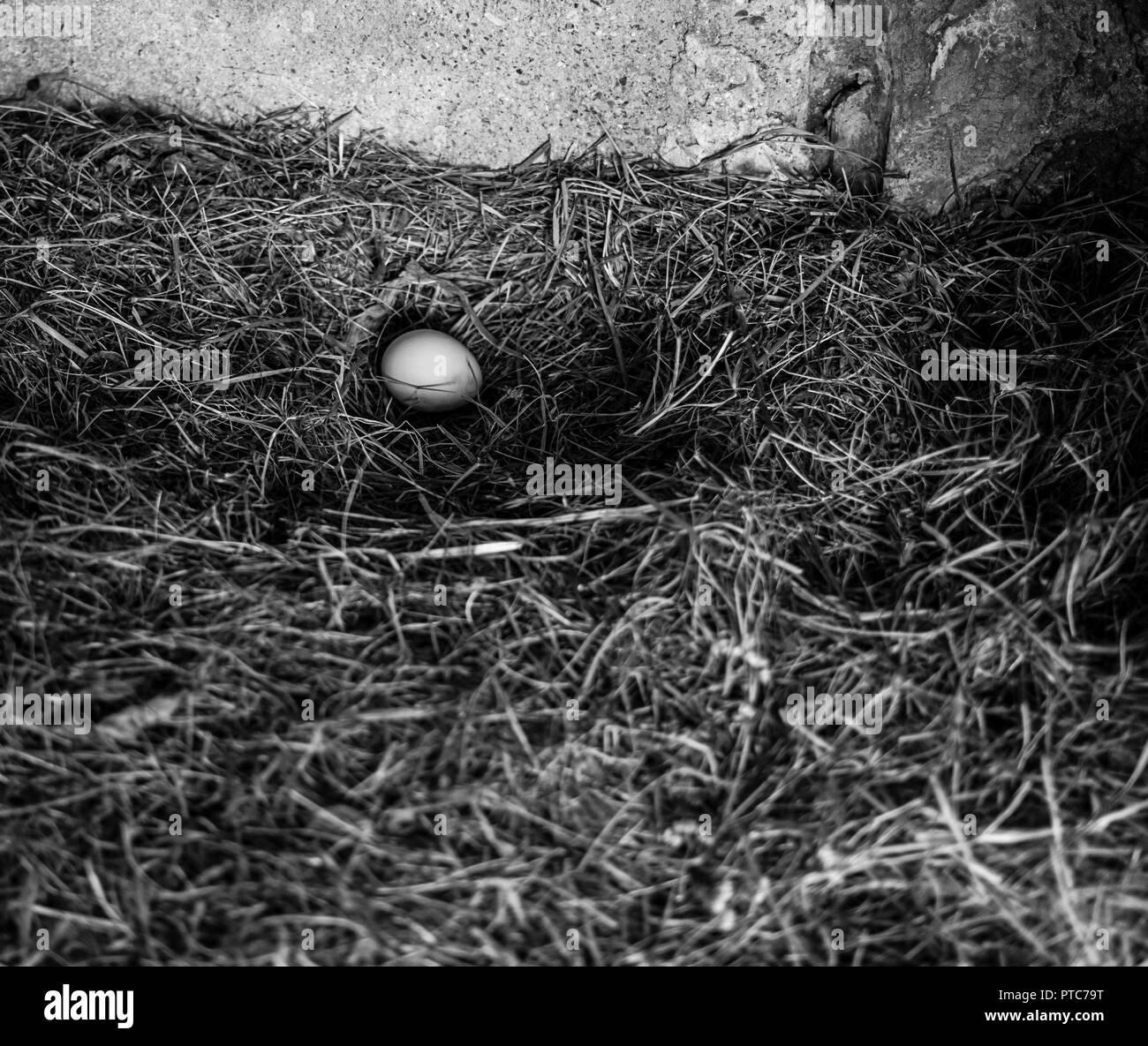 Posati uova da un pollo in un nido. Foto Stock