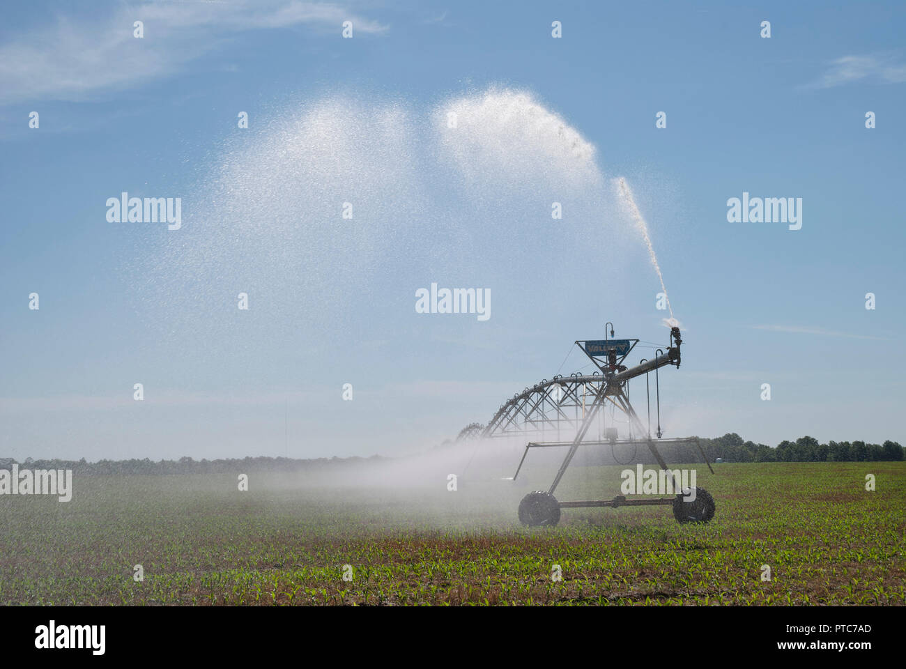 A perno centrale prodotto sistema di irrigazione distribuisce acqua per un raccolto di mais in North Central Florida. Foto Stock