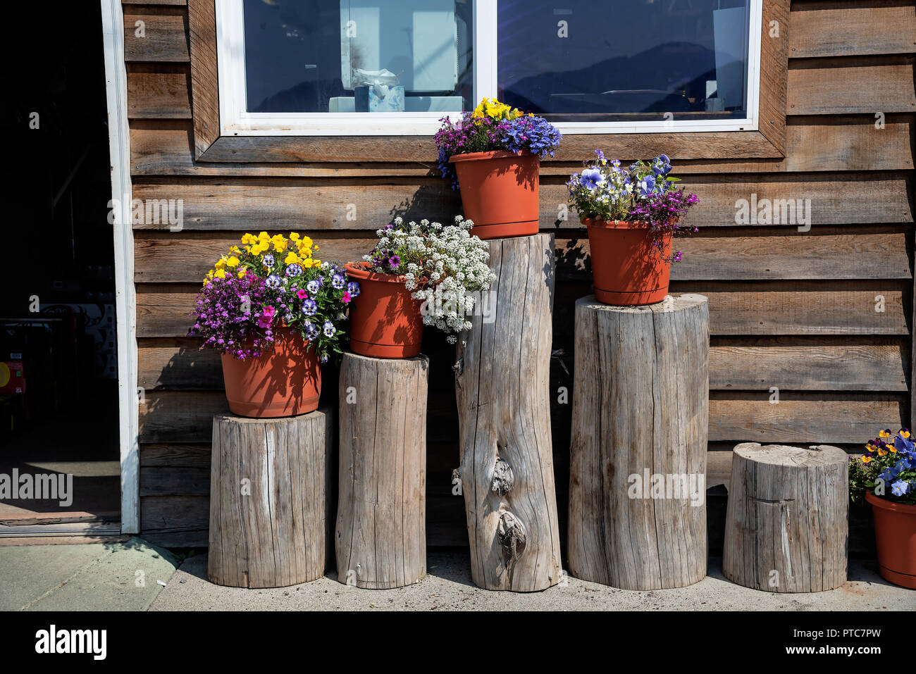 Galleria fiori vicino a casa in legno, Hoonah, Alaska, STATI UNITI D'AMERICA Foto Stock