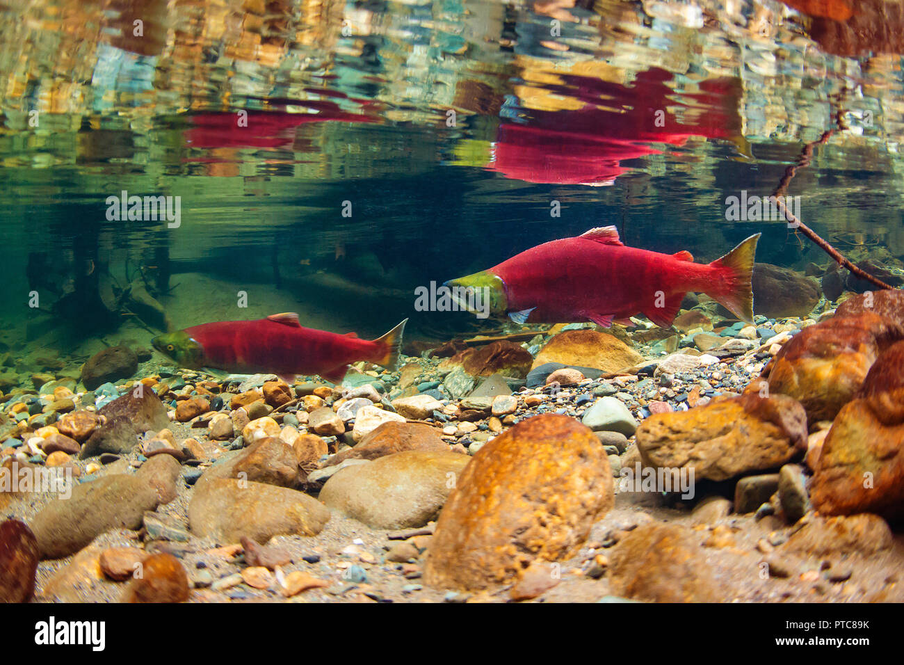 Due Salmone Sockeye nel fiume Adams in British Columbia Foto Stock