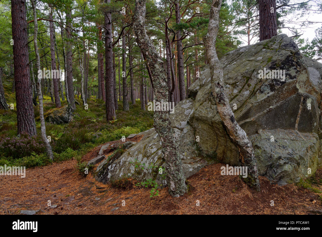 Grande masso di granito in Caledonian Pineta, Loch un Eilein, Rothiemurchus foresta, Speyside, Scozia Foto Stock