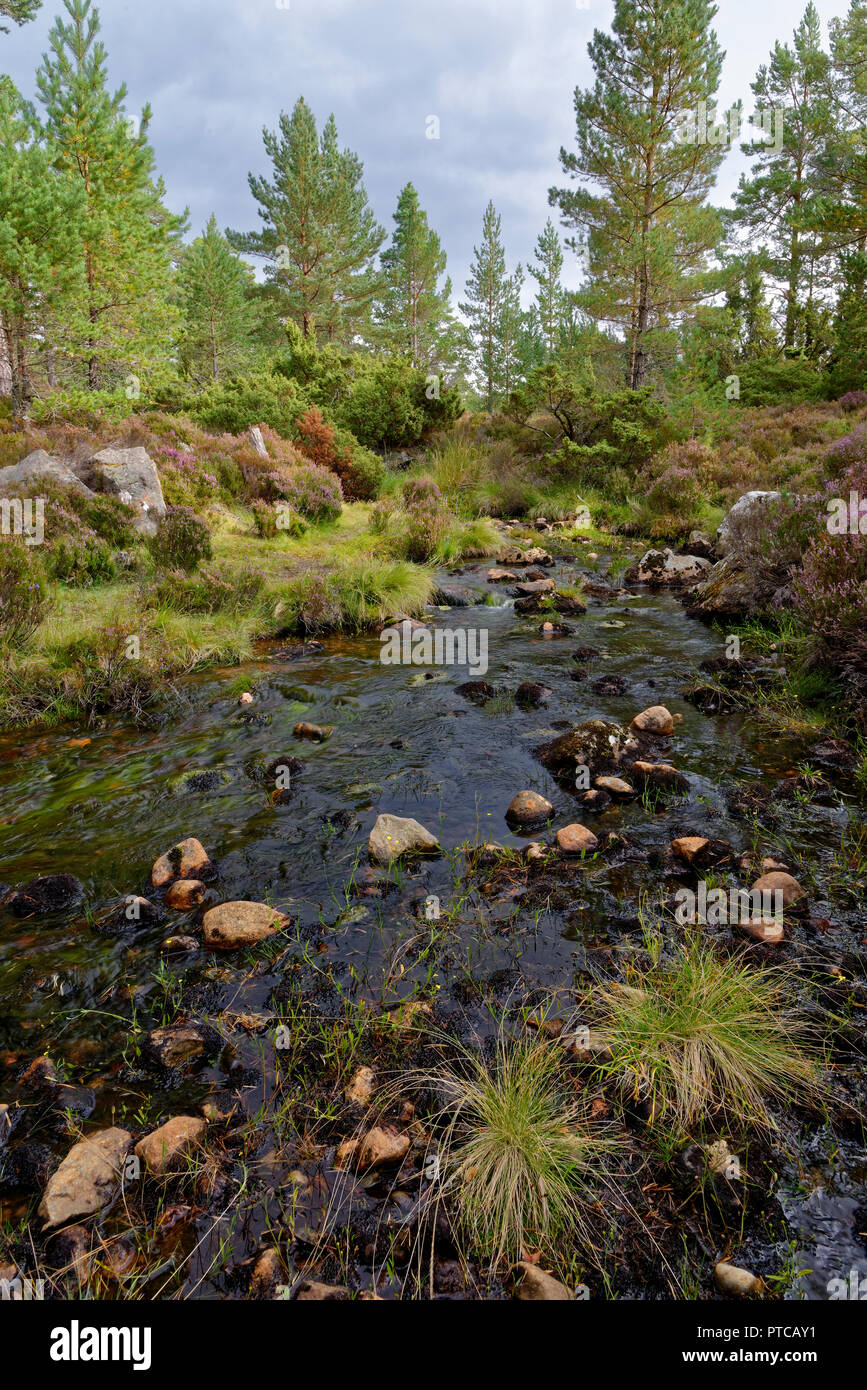 Piccolo ruscello vicino al Loch un Eilein, Rothiemurchus foresta, Speyside, Scozia Foto Stock