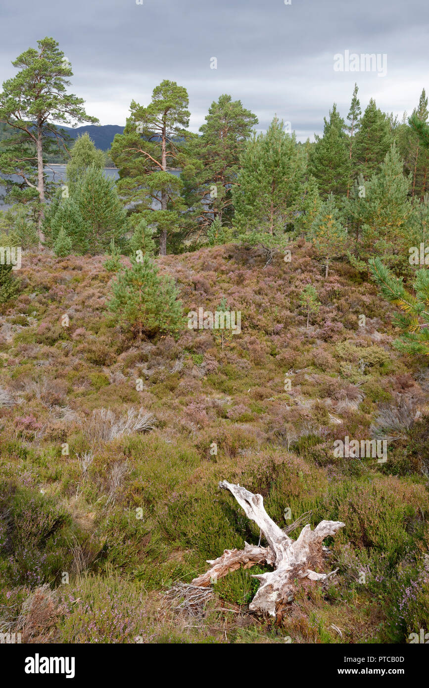 La rigenerazione di Caledonian Pineta, Loch un Eilein, Rothiemurchus foresta, Speyside, Scozia Foto Stock