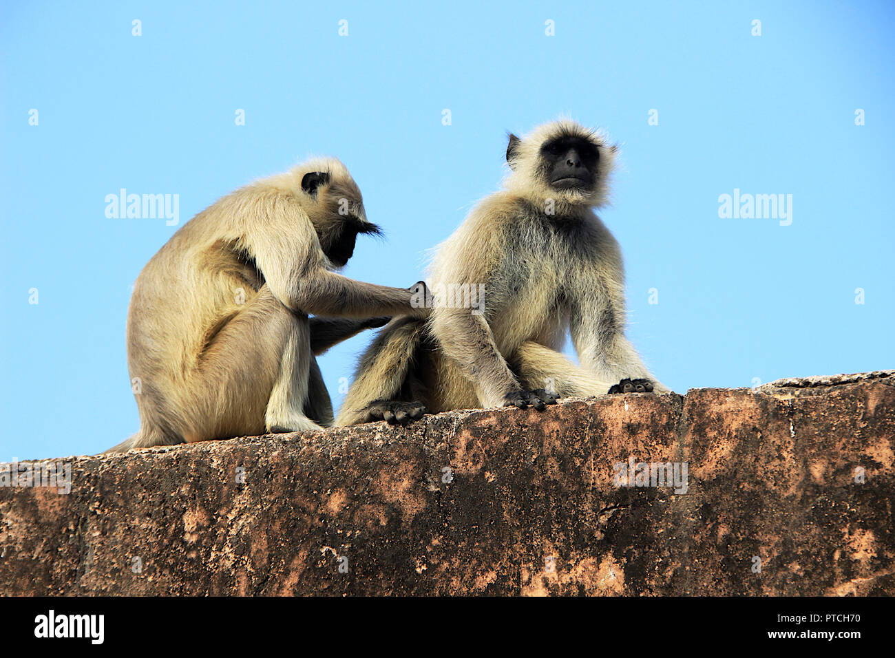 Monkey occupato nel raccogliere i pidocchi dal corpo del compagno seduto sul parapetto a Jaigarh Palace di Jaipur, Rajasthan, India, Asia Foto Stock