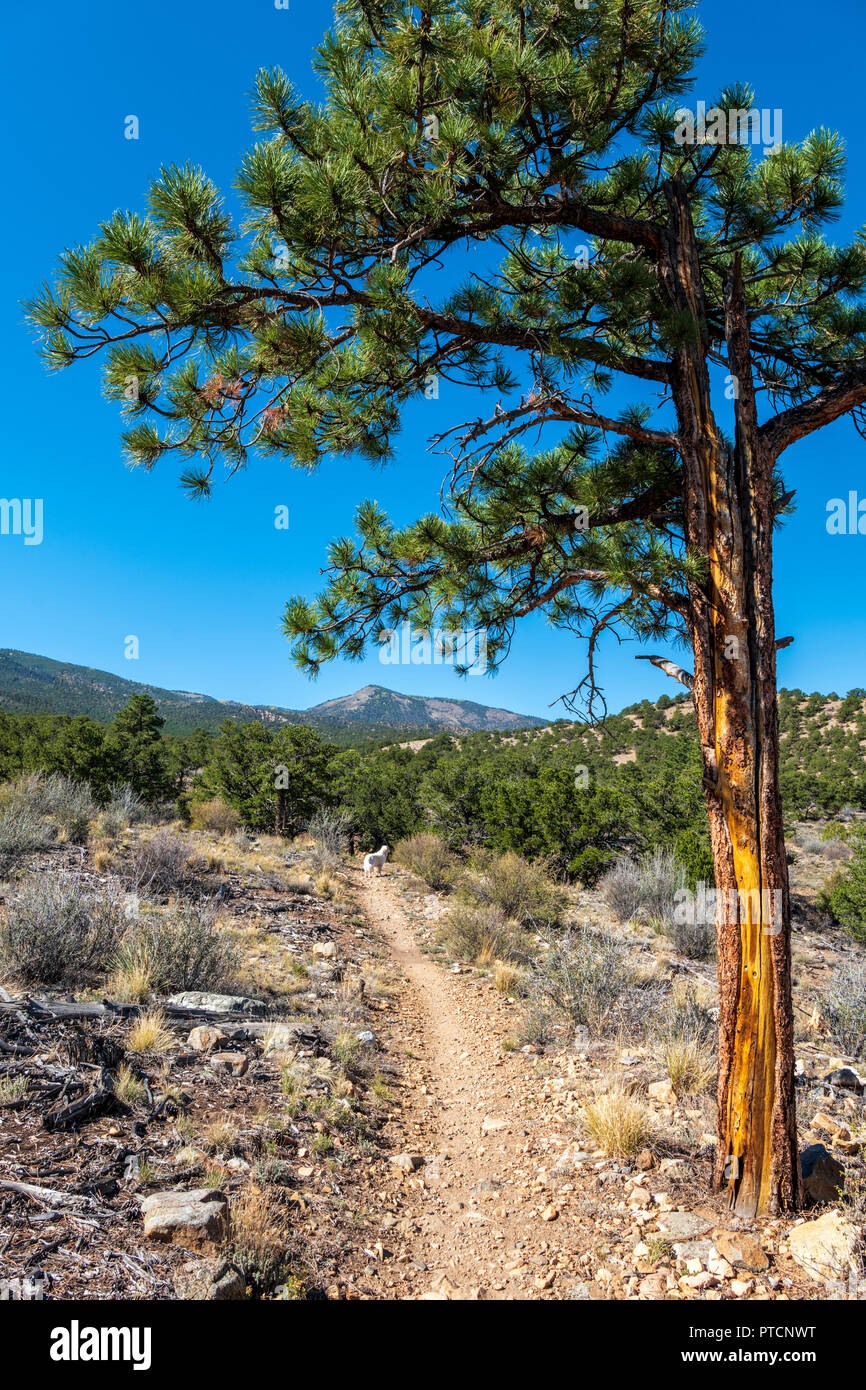 Pinus ponderosa, ponderosa pine, bull pine, blackjack, pino western yellow pine, color platino Golden Retriever cane; Montagne Rocciose al di là, poco Foto Stock