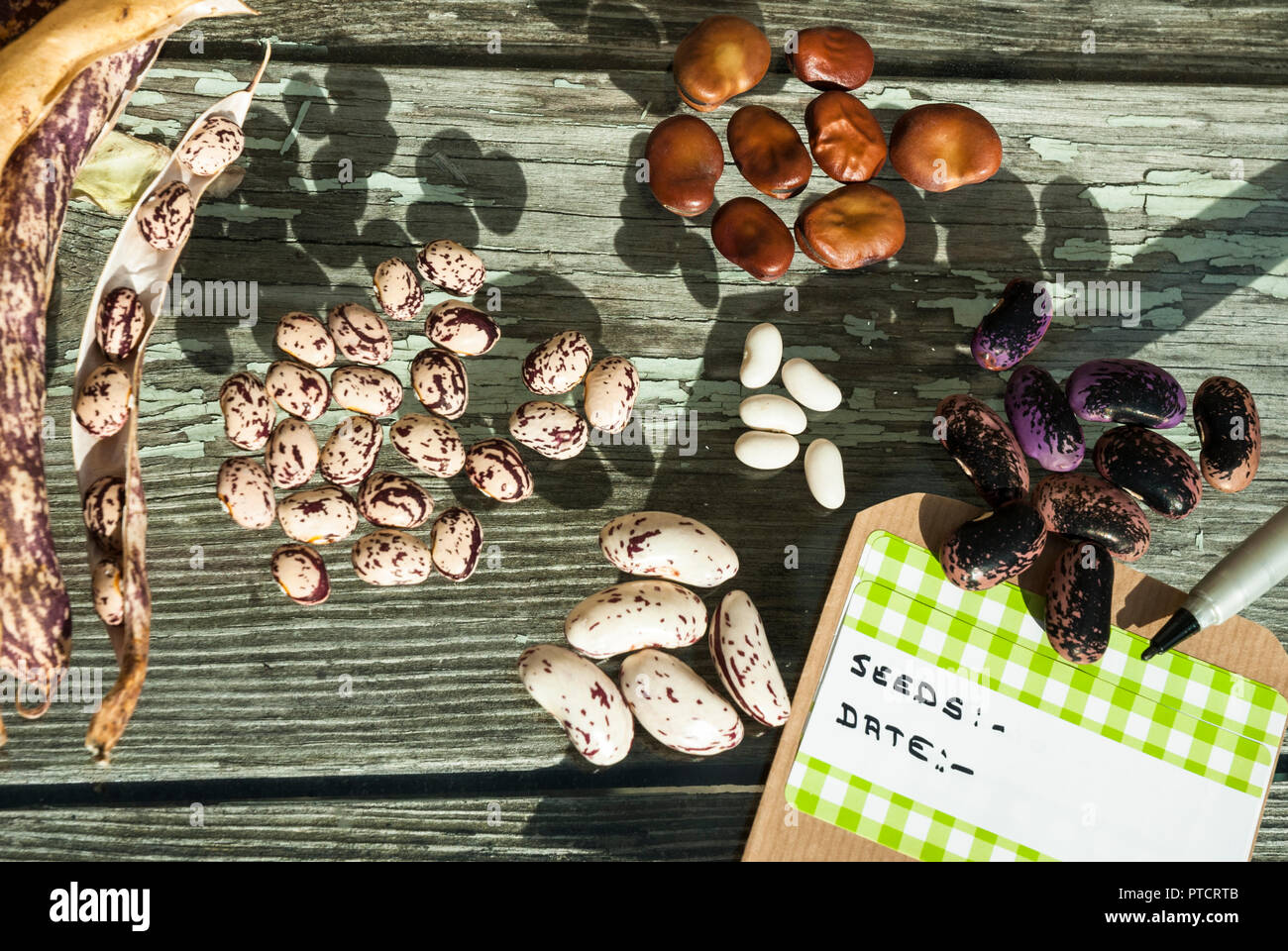 La selezione di vari fagioli borlotti,ampio,francese,runner) salvati in un impianto per la stagione seguente e memorizzati in pacchetti con il nome e la data. Foto Stock