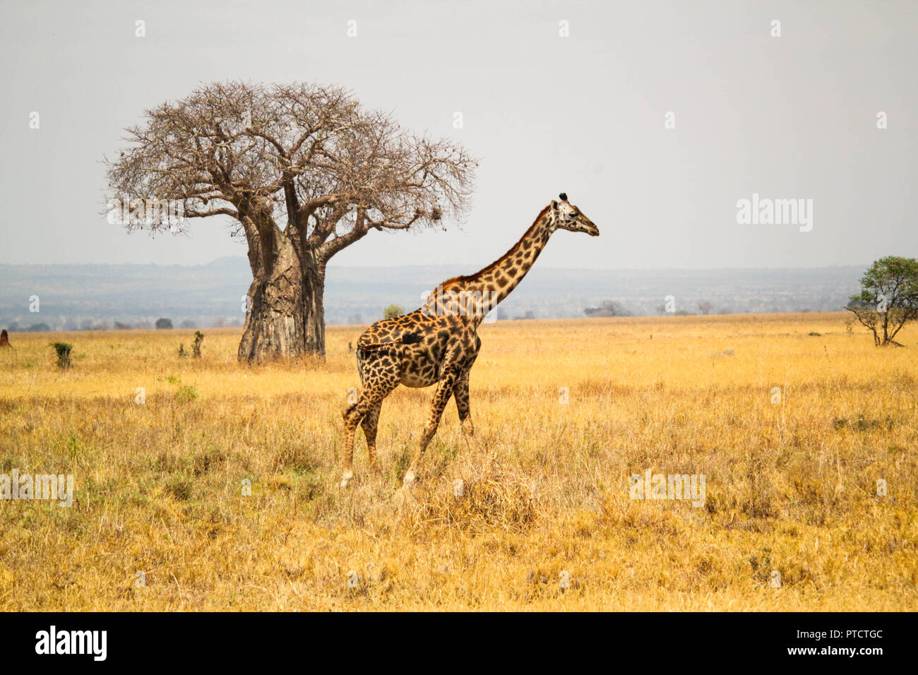 Maasai giraffa con baobab sullo sfondo del paesaggio del Serengeti Foto Stock