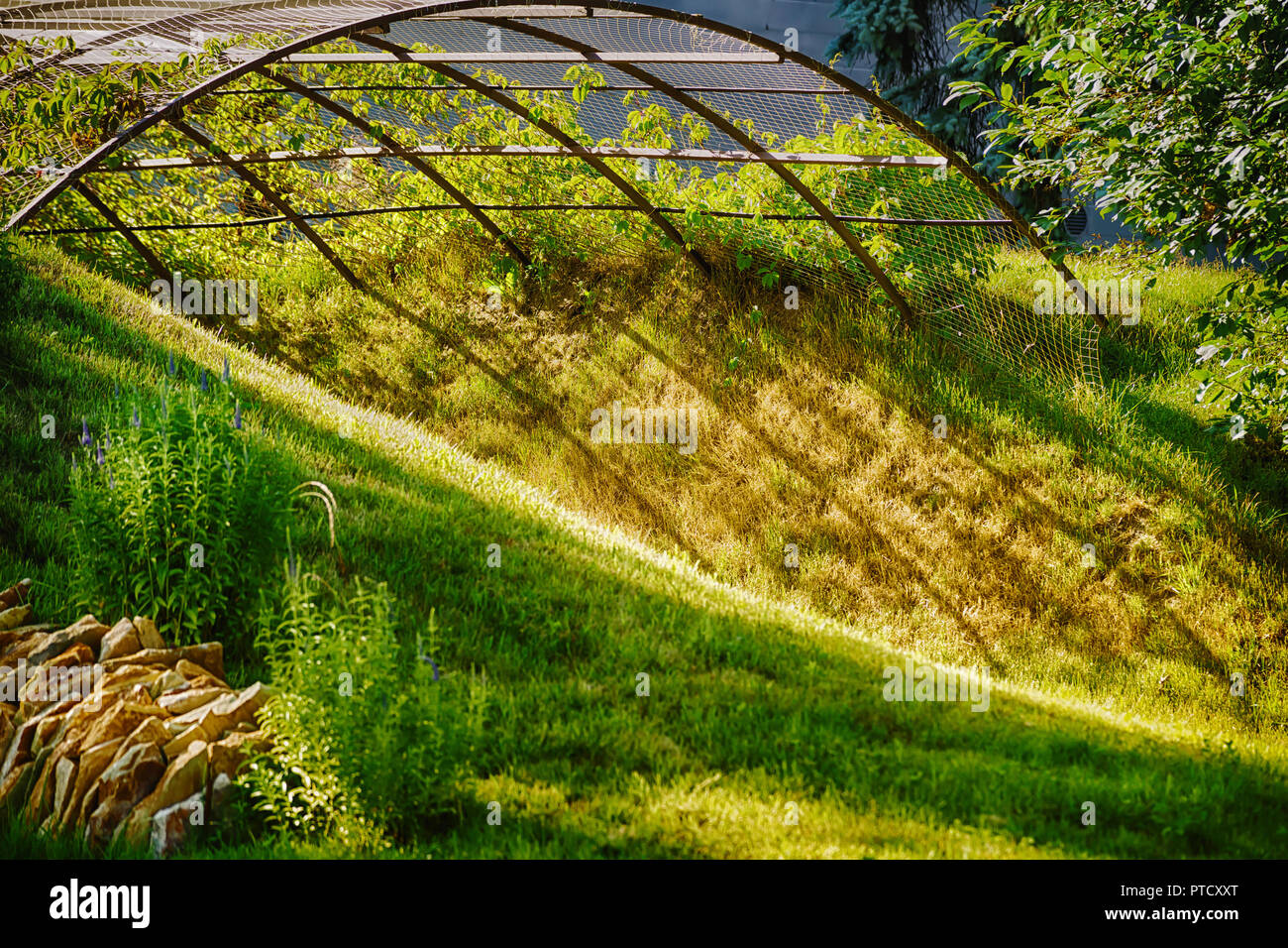 Idilliaco green tunnel nel giardino regolari a giornata di sole. Giardino di arte del paesaggio a tema Foto Stock