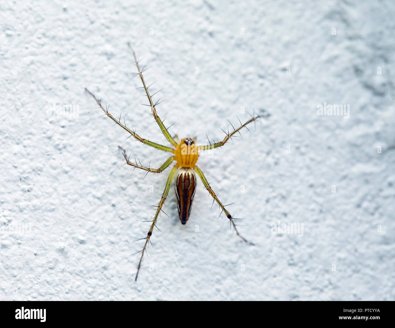 Lean lynx spider (Oxyopes macilentus) sulla parete bianca, Isaan, Thailandia Foto Stock