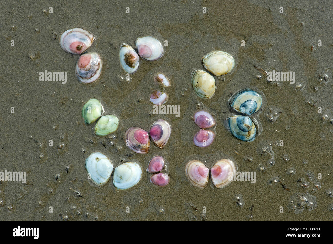 Di diverso colore macomas baltico (Limecola balthica) nella sabbia, mare di Wadden, Schleswig-Holstein, Germania Foto Stock