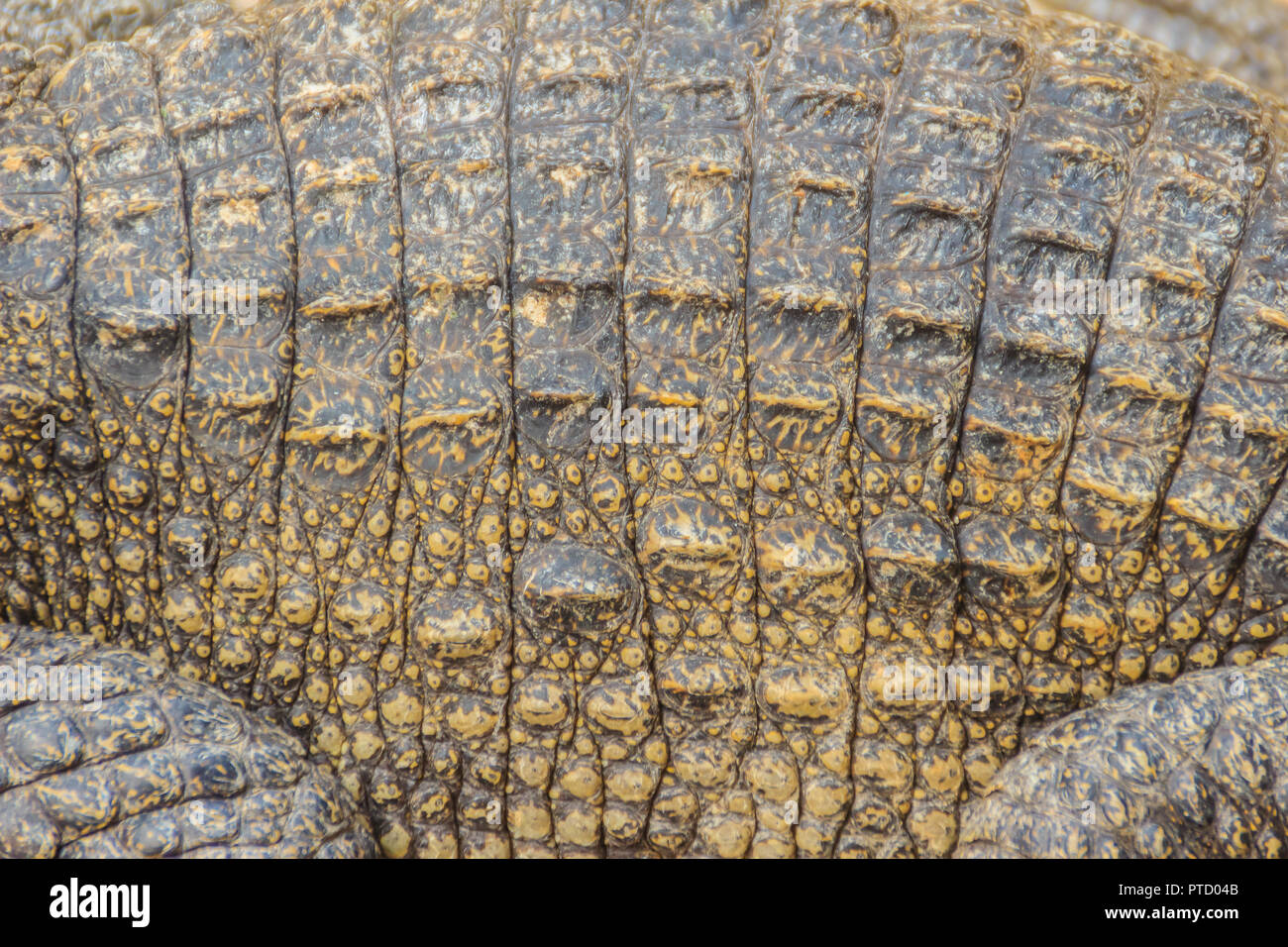 Viva la pelle di coccodrillo sfondo. Pelle di coccodrillo motivo dal corpo vivo. Foto Stock