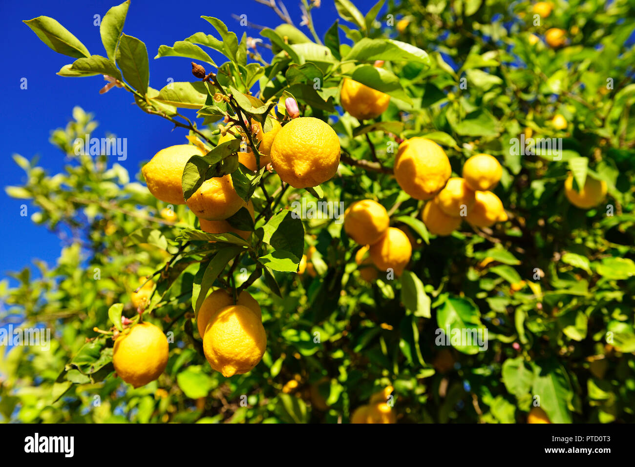 Albero di limone (Citrus × limon) con maturi i limoni, nei pressi di Mirtos, Creta, Grecia Foto Stock