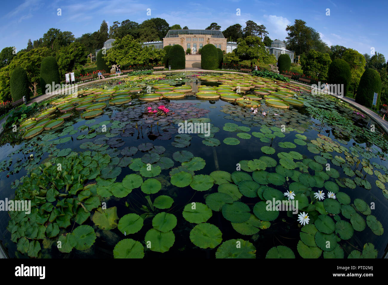 Lily Pond, fisheye, Villa Moresca, zoologico e botanico Wilhelma, Stoccarda, Baden-Württemberg, Germania Foto Stock