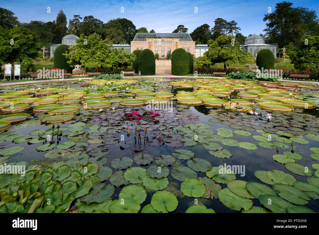 Lily Pond, Villa Moresca, zoologico e botanico Wilhelma, Stoccarda, Baden-Württemberg, Germania Foto Stock