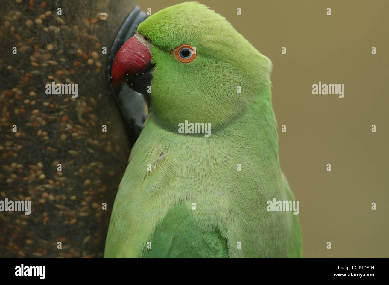 Un colpo alla testa di un anello di colli o rosa-inanellati parrocchetto alimentazione da un alimentatore di sementi. È IL REGNO UNITO più abbondanti naturalizzato parrot. Foto Stock