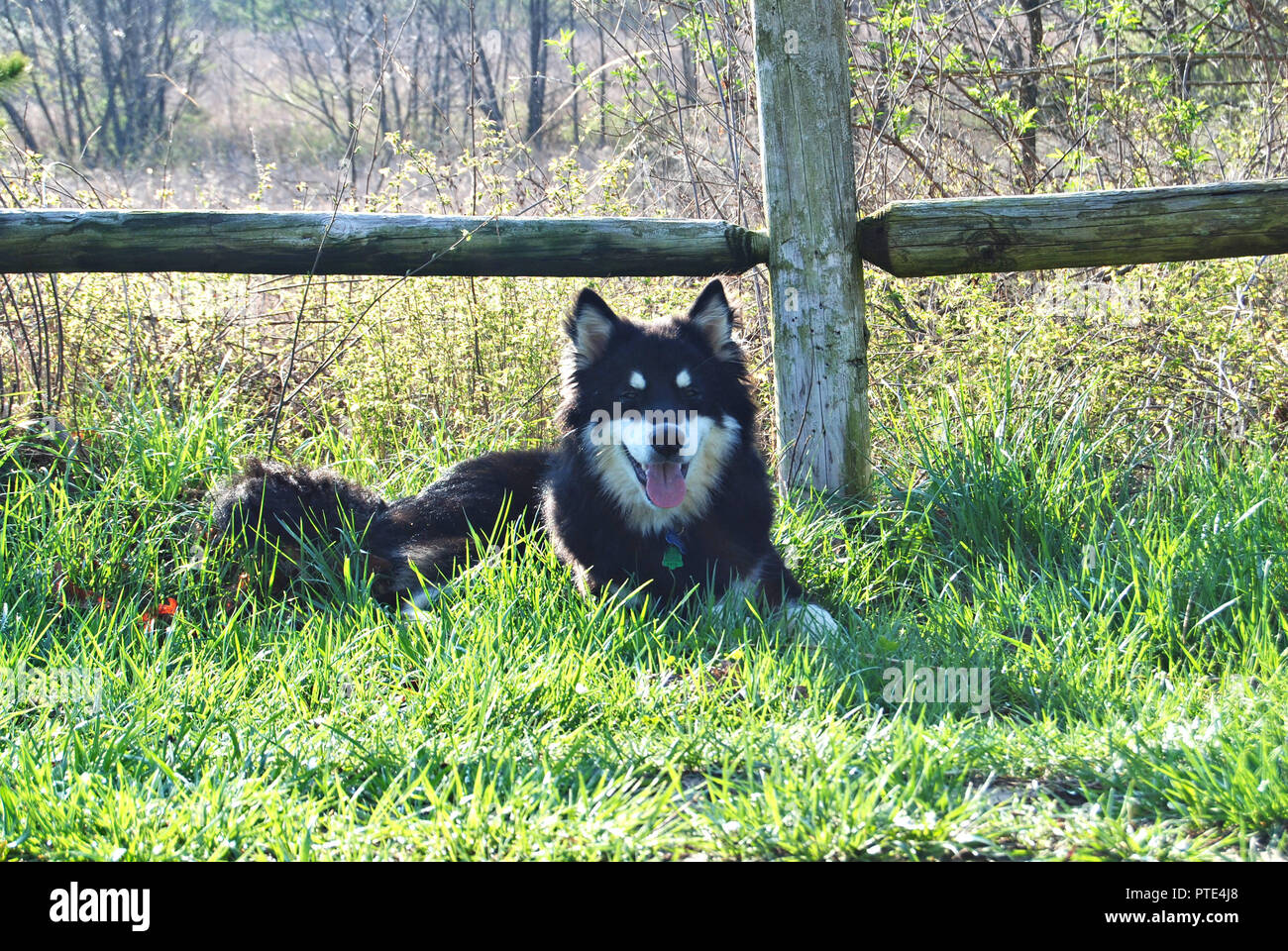 Un giovane in bianco e nero esclusiva mix cane di razza (Finlandia pastore+pastore tedesco+labrador), che poggiano su un verde prato primavera, nei pressi di un legno recinzione naturale Foto Stock Un giovane in bianco e nero esclusiva mix cane di razza (Finlandia pastore+pastore tedesco+labrador), che poggiano su un verde prato primavera, nei pressi di un legno recinzione naturale Foto Stock