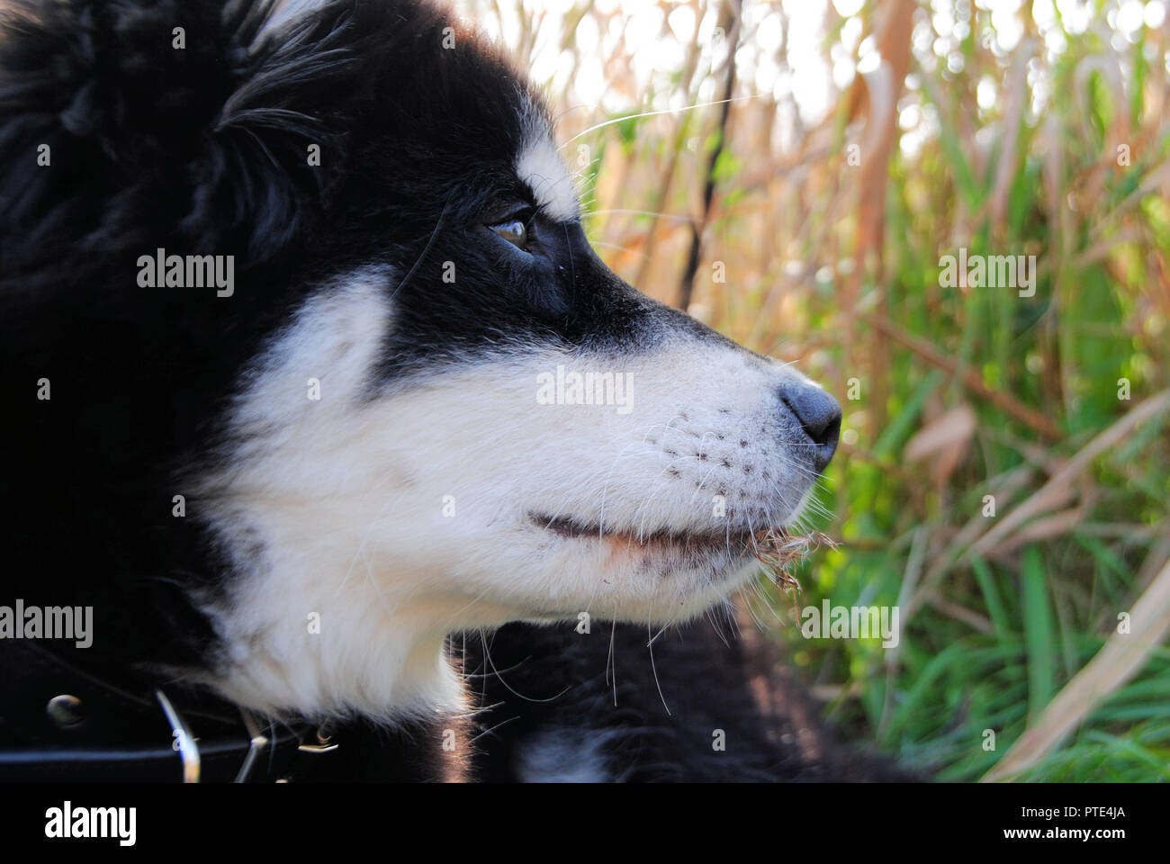 Un primo piano di un bel bianco e nero mix di cane di razza Pastore (dalla Finlandia+pastore tedesco+Labrador) su una verde e giallo erba lunga sullo sfondo Foto Stock Un primo piano di un bel bianco e nero mix di cane di razza Pastore (dalla Finlandia+pastore tedesco+Labrador) su una verde e giallo erba lunga sullo sfondo Foto Stock