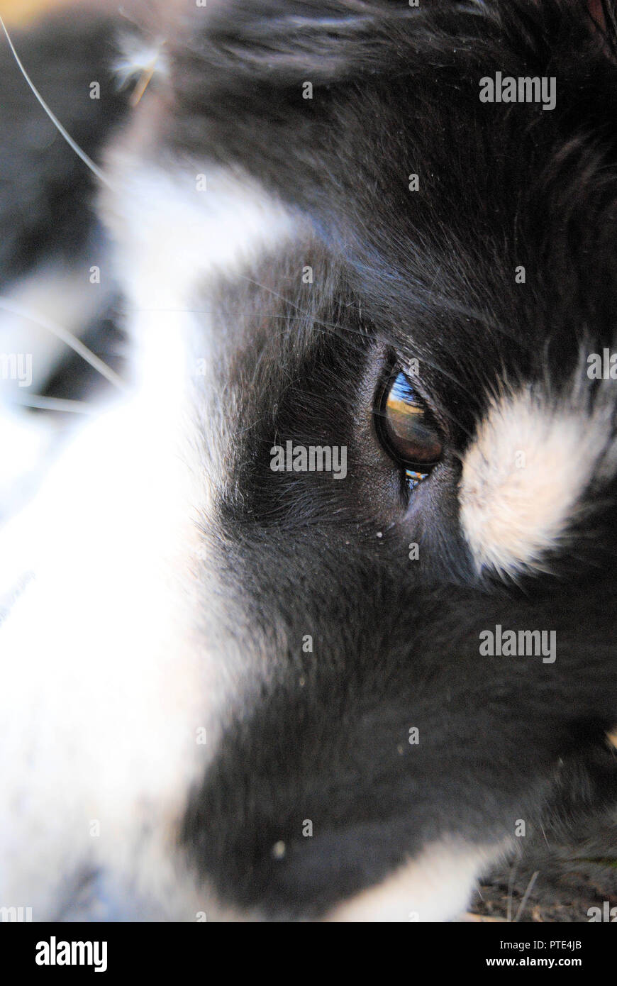 Un primo piano di un bel bianco e nero mix di cane di razza Pastore (dalla Finlandia+pastore tedesco+Labrador) con soft cercando la pelliccia e un look adorabile Foto Stock
