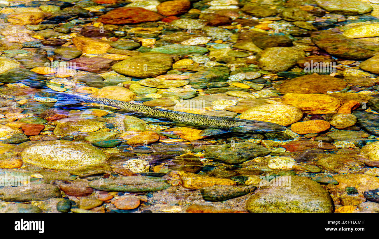 Steelhead salmone, talvolta anche chiamato Steelhead trota, nuoto a monte nei primi giorni di settembre nel fiume Coldwater vicino a Brookmere in BC Canada Foto Stock