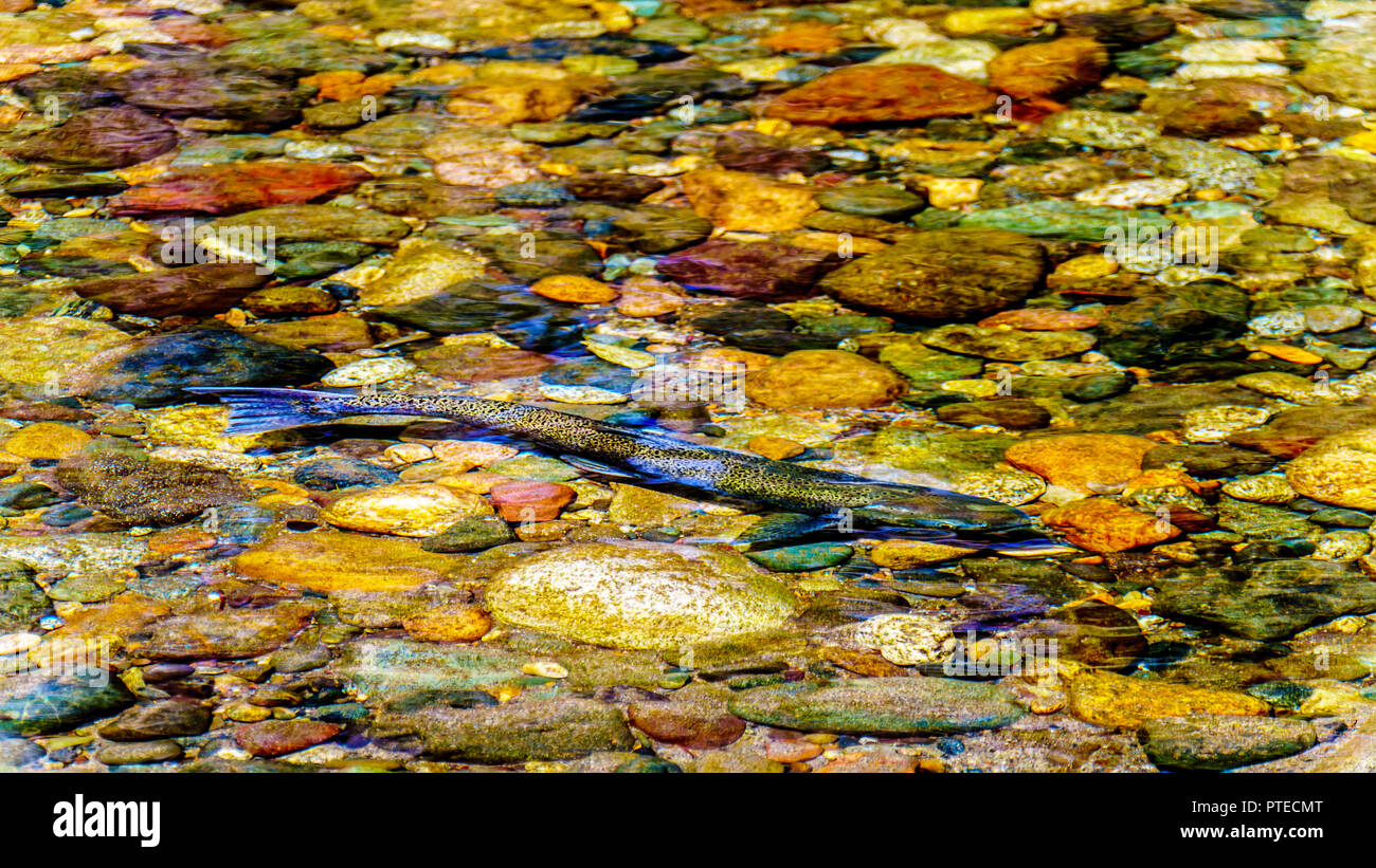 Steelhead salmone, talvolta anche chiamato Steelhead trota, nuoto a monte nei primi giorni di settembre nel fiume Coldwater vicino a Brookmere in BC Canada Foto Stock