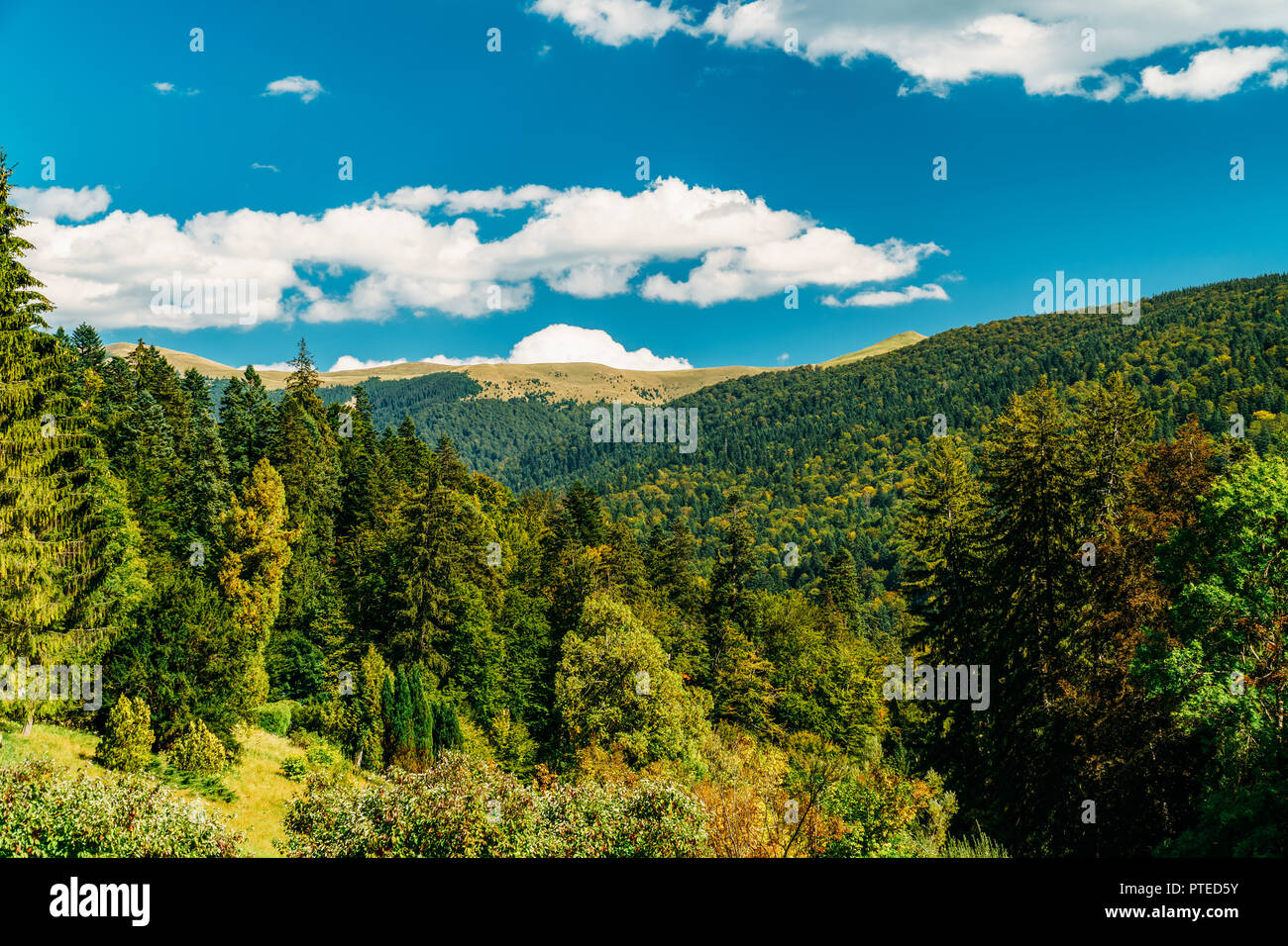 Belle Montagne dei Carpazi Paesaggio estivo in Romania Foto Stock