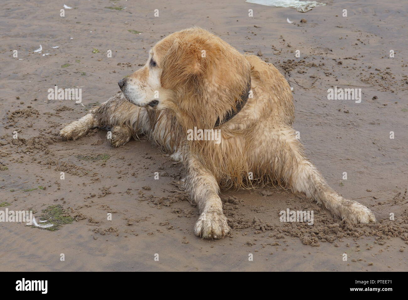Un Golden Retriever cane lounged nella sabbia dopo la balneazione e ora giace bagnata e sporca e guarda a parte. Foto Stock